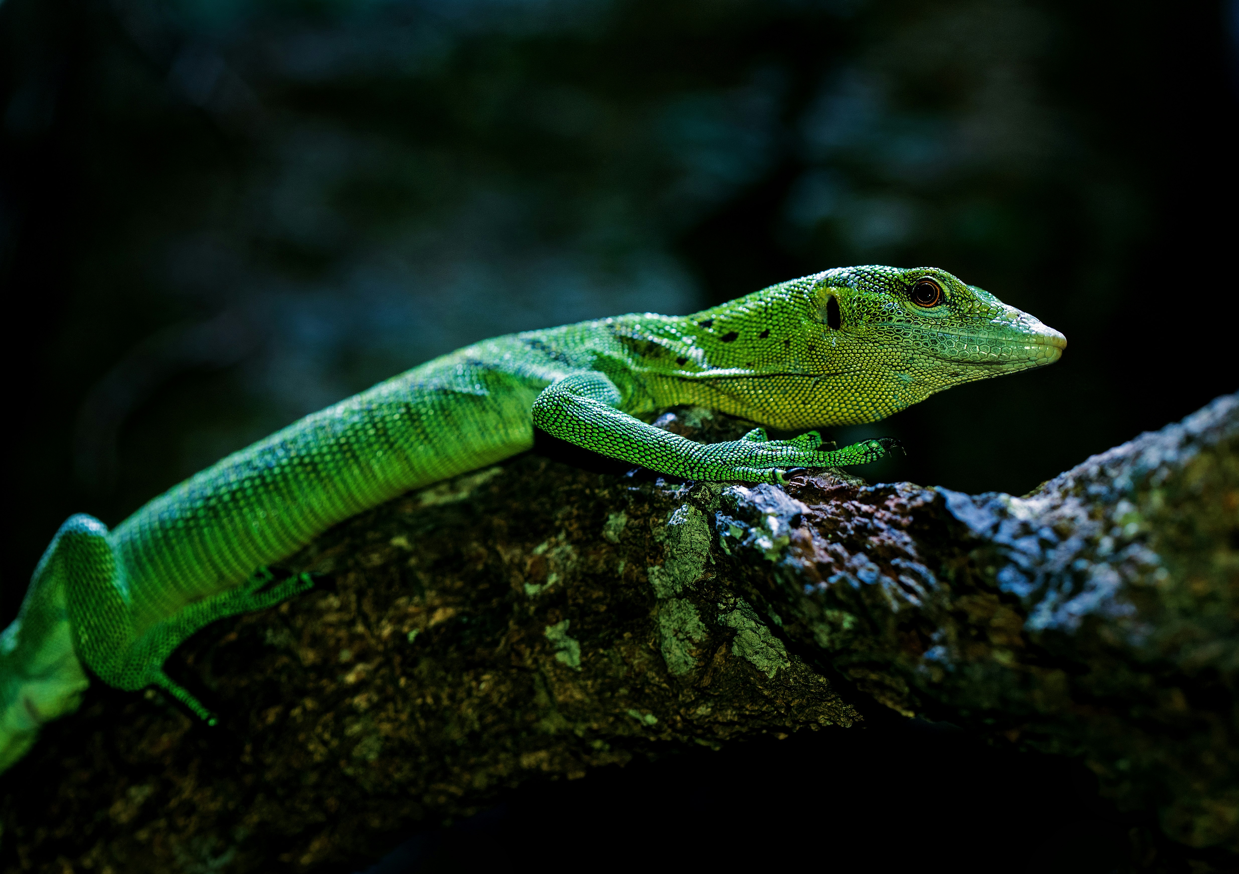wildlife photography of green reptile